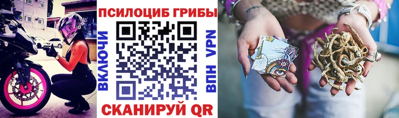 Галлюциногенные грибы Psilocybe  Белокуриха 